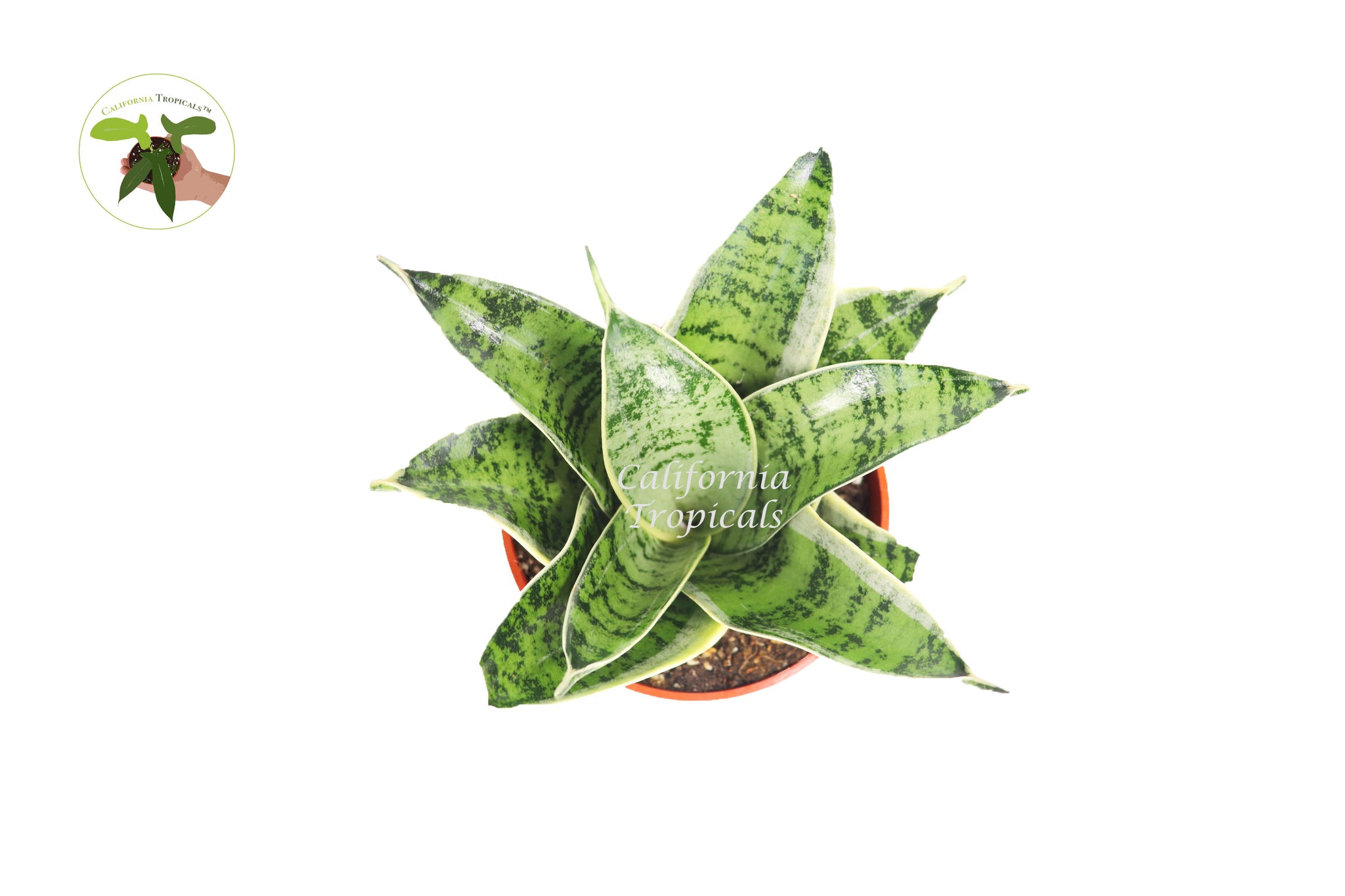 starlight sansevieria Sansevieria Starlight