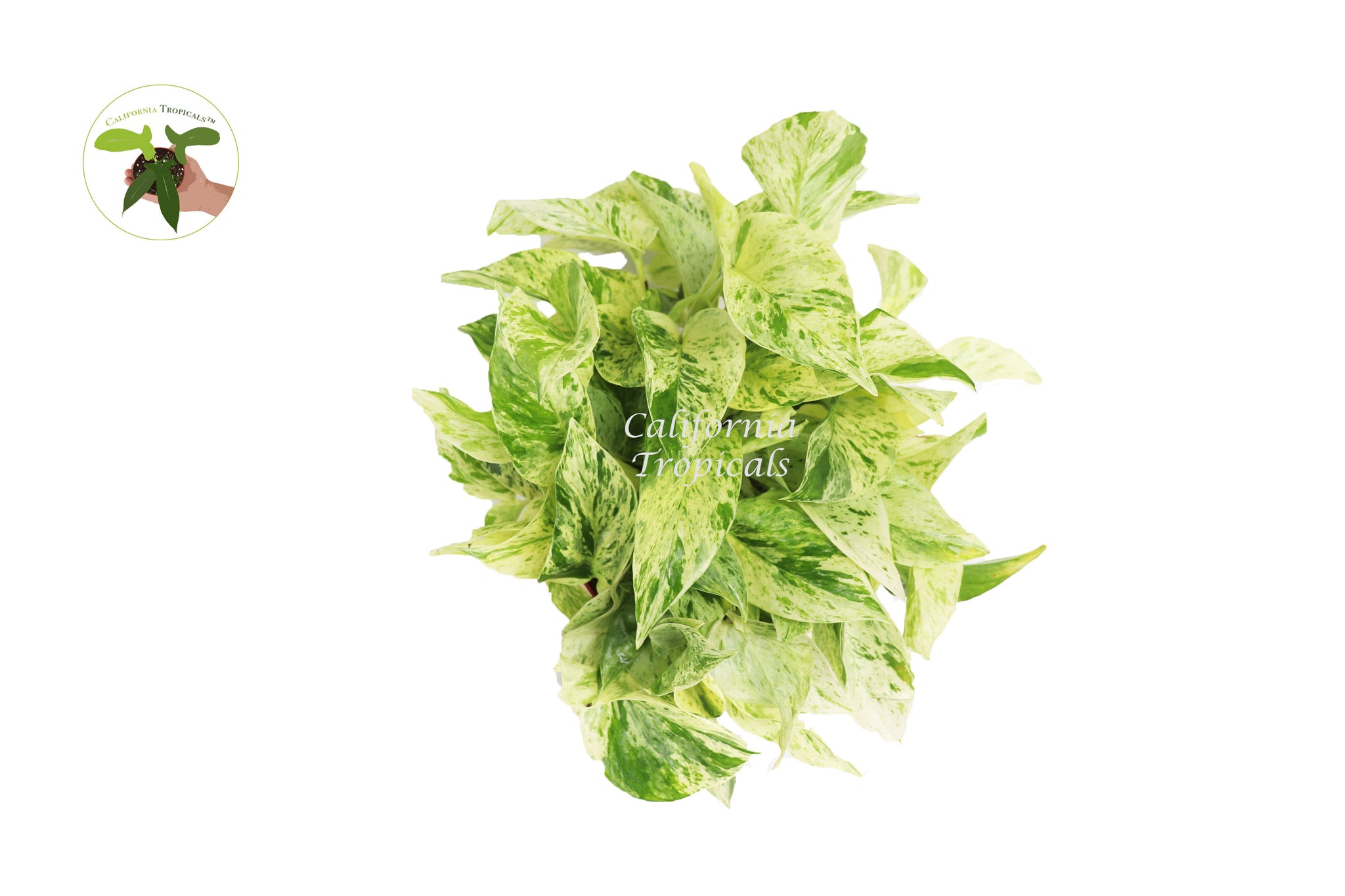 snow queen pothos price Snow Queen Pothos