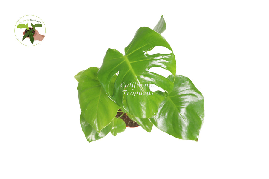 Potted Monstera Split Leaf, 6 inch nursery pot, showcasing glossy heart-shaped leaves