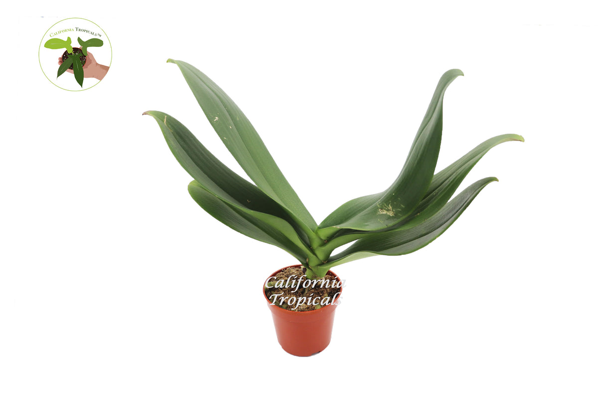 Surprise Color Orchid Phalaenopsis in a 4 inch pot, upright flowering houseplant