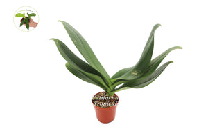 Surprise Color Orchid Plant Phalaenopsis-4''