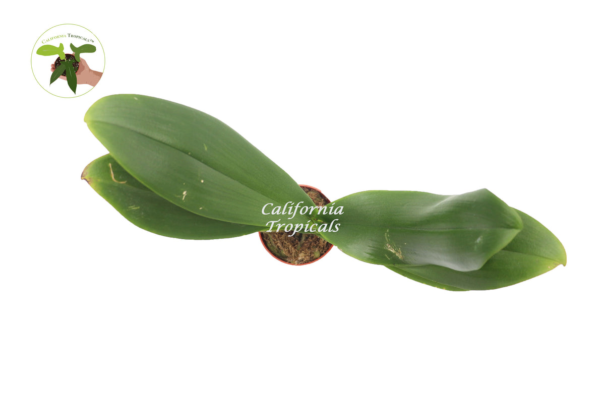 Potted Surprise Color Orchid plant, 4 inch rooted Phalaenopsis ready for bright indoor decor