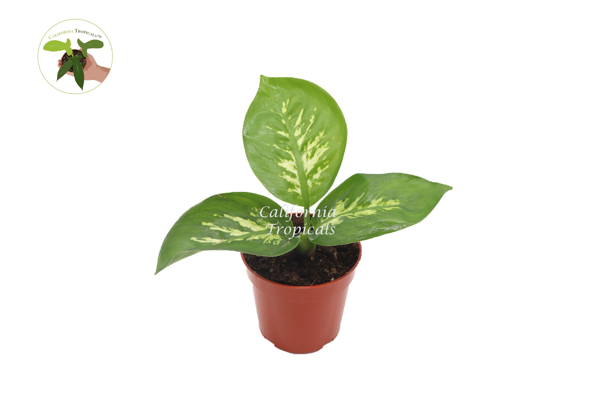 dieffenbachia alfredo Dieffenbachia Compacta (Snow or Alfredo)