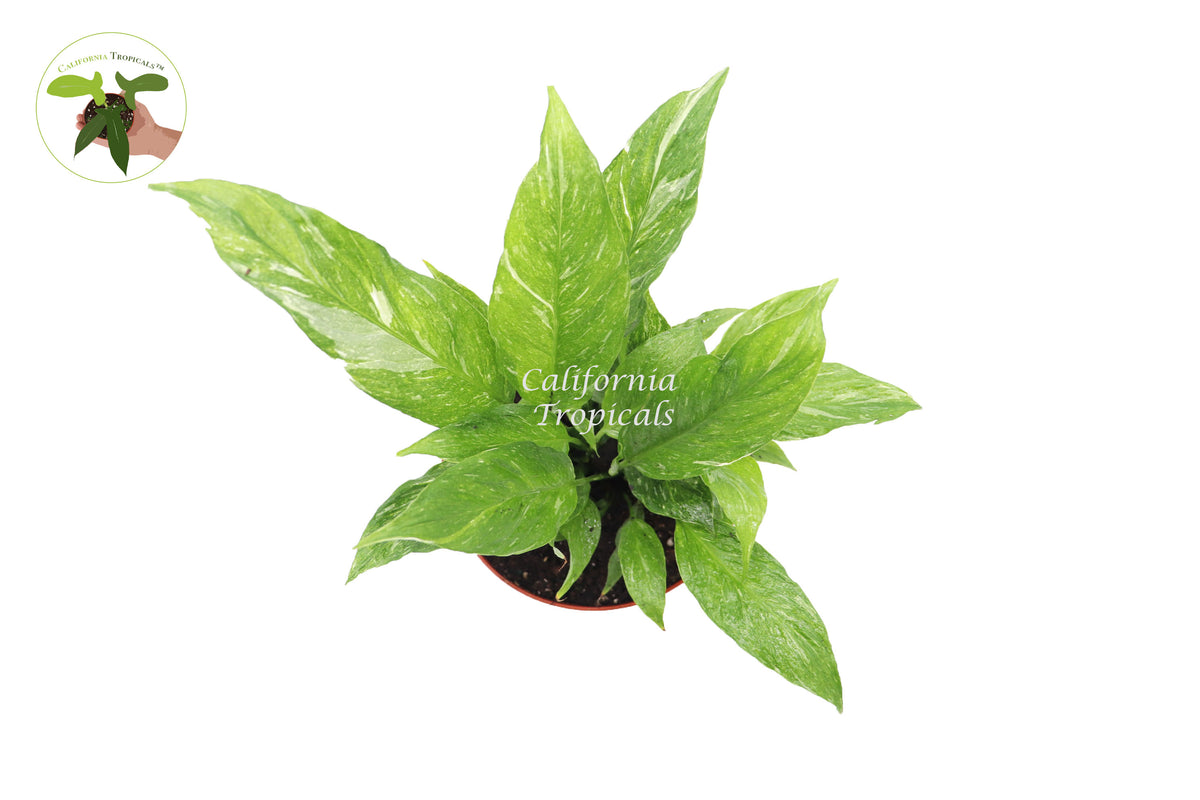 6 inch Spathyphyllium Domino variegated peace lily, upright plant ready for home or office